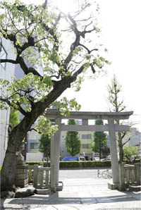写真: 浅草橋須賀神社の鳥居